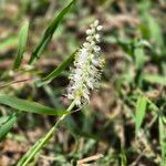 Chlorophytum africanum Flower