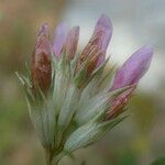 Trifolium thalii ফুল