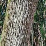 Livistona australis 树皮