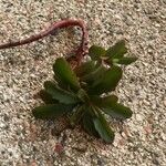 Iberis procumbens Likasa