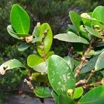 Garcinia pedicellata Otro
