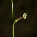 Schwenckia americana Fruit