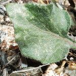 Viola purpurea Leaf