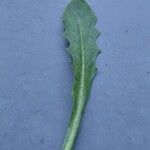 Crepis sancta Leaf