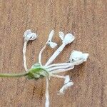 Asperula hirsuta Цветок