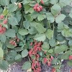 Rubus × loganobaccus
