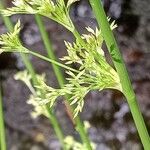 Juncus effusus Cvet
