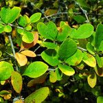 Berberis vulgaris Blad