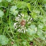 Taraxacum erythrospermumÇiçek