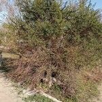 Diospyros texana Агульны выгляд