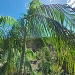 Dypsis onilahensis Hoja