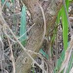 Combretum aculeatum 樹皮