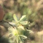 Trifolium cherleri Leaf