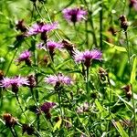 Centaurea decipiens موطن