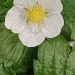 Fragaria viridis Blüte