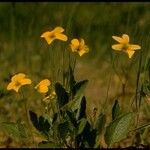 Viola purpurea Hábito