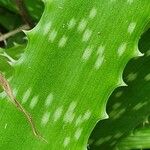 Aloe amudatensis Hoja