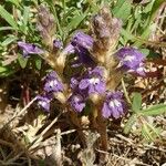 Orobanche nana Flower