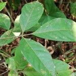 Allophylus africanus Blatt