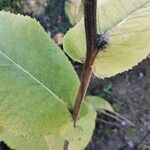 Inula helenium Casca