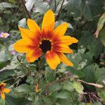 Helianthus debilis Natur