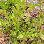 Arctostaphylos patula Blad