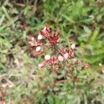 Lopezia racemosa Blomst