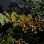 Heteropterys panamensis ফুল