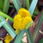 Sternbergia lutea Fiore