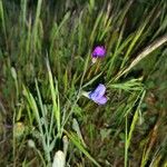 Lathyrus angulatus Floare