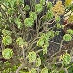 Aeonium arboreumBlad