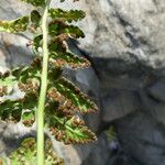 Asplenium foreziense Fruchs