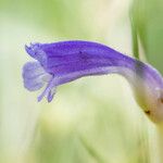 Orobanche uniflora Flower