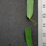 Hypericum australe Leaf