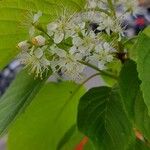 Prunus maackii Blüte