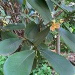 Clusia fluminensis Leaf