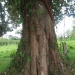 Ficus popenoei Хабит