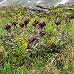 Bartsia alpina ശീലം