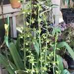 Eulophia andamanensis Flower