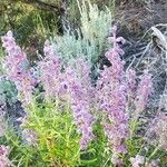 Trichostema lanatum Flor
