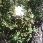 Cistus salviifolius Costuma