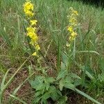 Verbascum lychnitis Habit