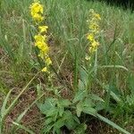 Verbascum lychnitis Alkat (teljes növény)