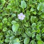 Falkia repens Flower