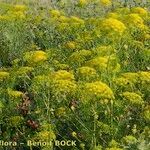 Ridolfia segetum Habit