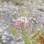 Cleome dodecandra 花