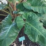 Philodendron melinonii Liść