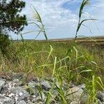 Phragmites karka Habitus