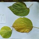 Alangium chinense Blad