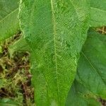 Helianthus hirsutus Blatt